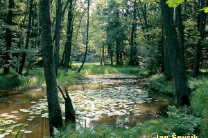 Lužnice - Stará řeka